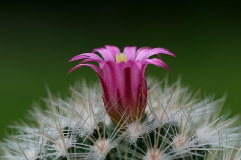 Mammillaria in fiore con coroncine di fiori rosa su uno sfondo verde.