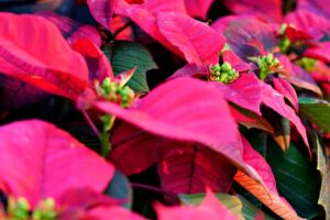 Foglie cadute di Stella di Natale su un tavolo, pronte per la potatura a gennaio.