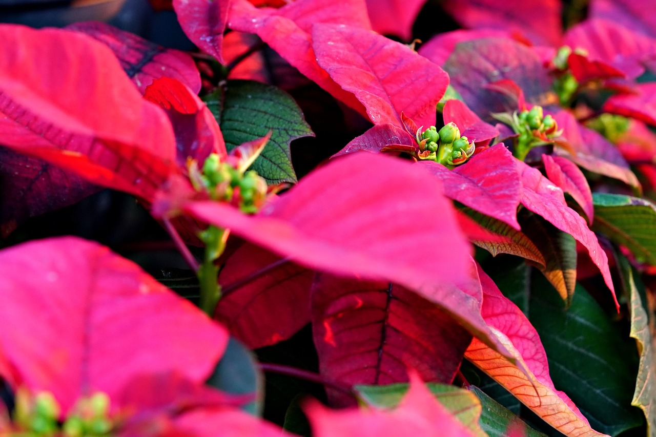 Foglie cadute di Stella di Natale su un tavolo, pronte per la potatura a gennaio.