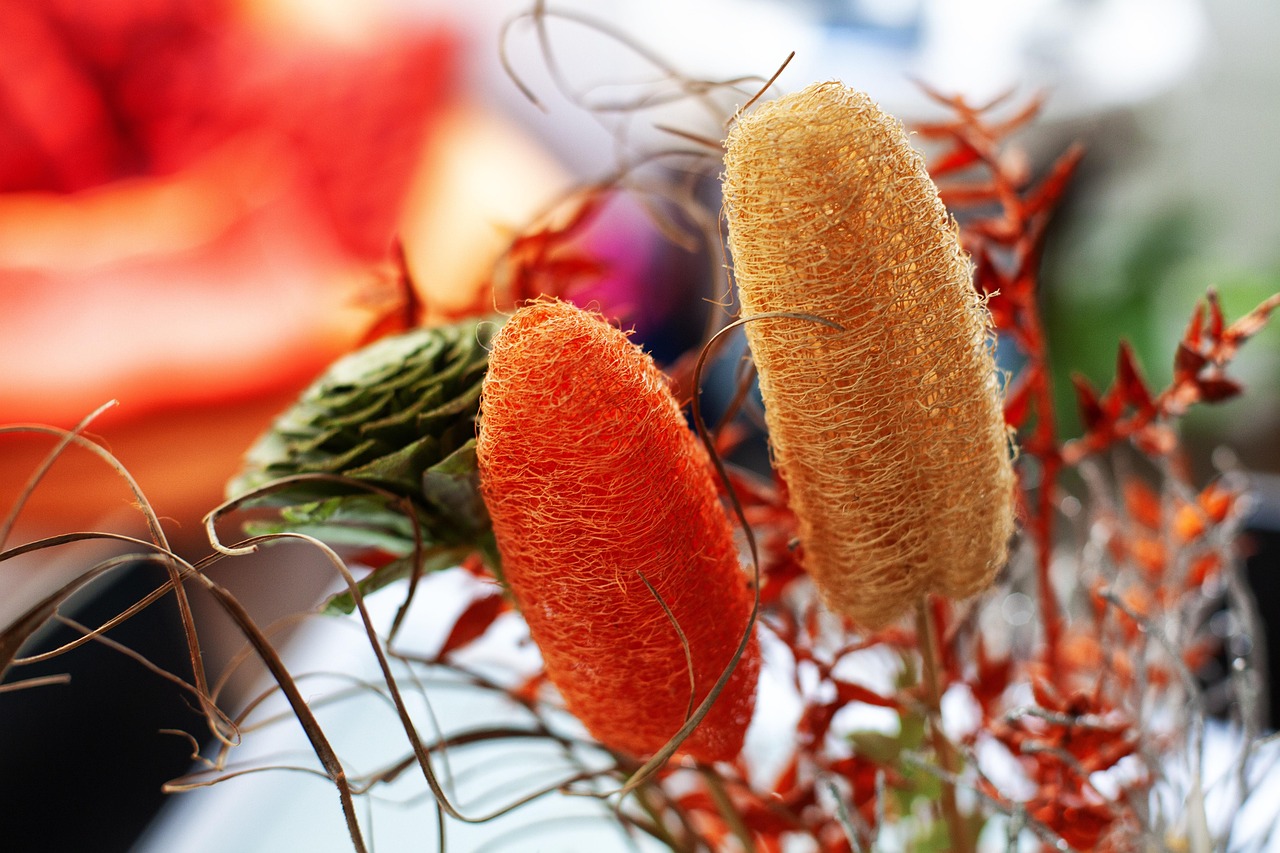 Pianta di luffa in crescita, simile a una zucchina, con frutti verdi e foglie verde scuro.
