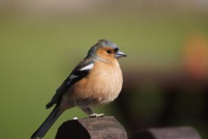 Pettirosso che mangia semi di girasole decorticati, alternativa ai costosi pinoli.