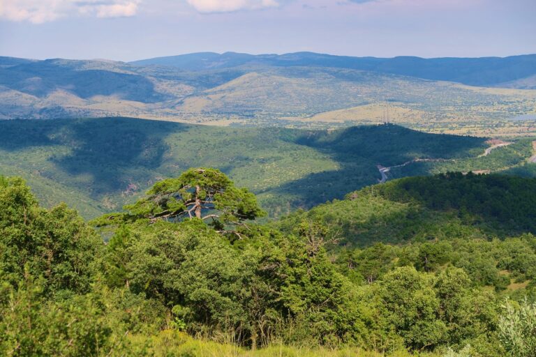 Panorama del Parco Nazionale della Sila con alberi verdi e cielo blu, simbolo di aria pura e natura incontaminata.