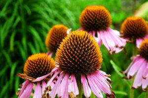 Fiori colorati in un giardino, con focus sulla propagazione delle piante perenni dai semi.