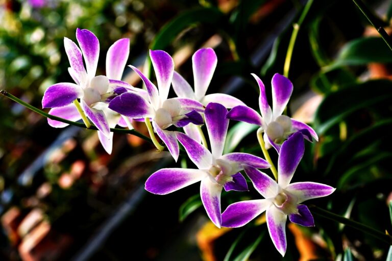 Orchidea con radici argentee, segno di sete, e radici verdi, indicativo di buona salute.