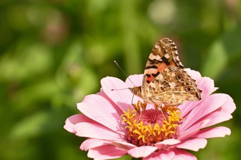 Fiori colorati nel giardino, ideali per attrarre farfalle e aumentare la biodiversità.