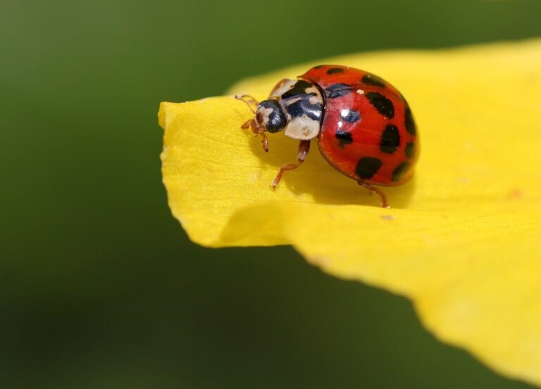 Coccinella su foglia verde, simbolo della lotta biologica contro i parassiti in giardino.
